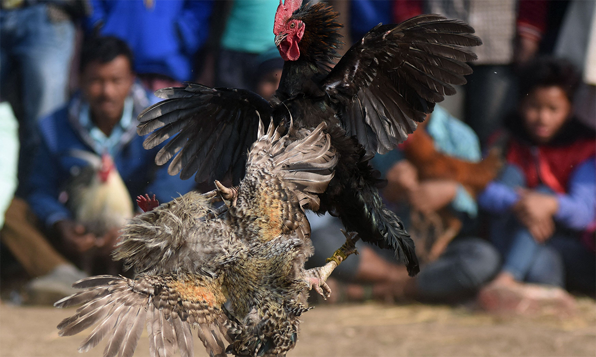 cách trị gà đá gãy cánh 1