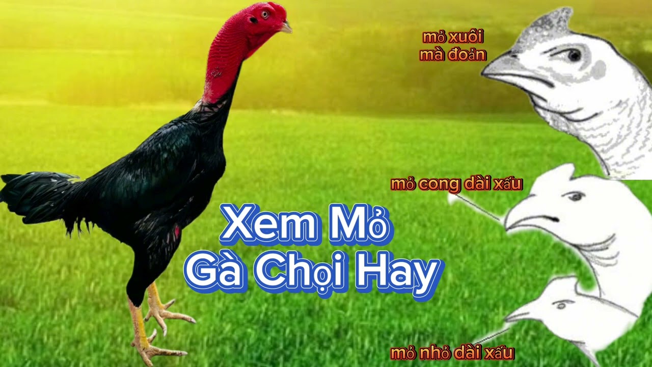 cách xem gà chọi đá hay - 2